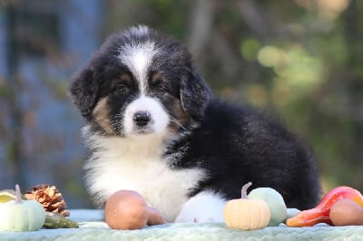 Les chiots de Berger Australien