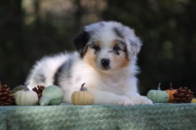 Les chiots de Berger Australien