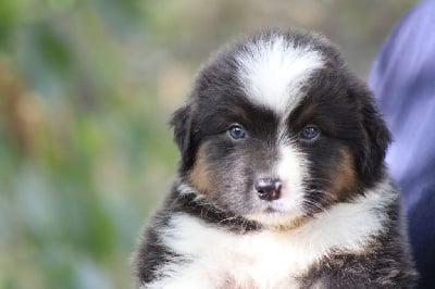 Les chiots de Berger Australien