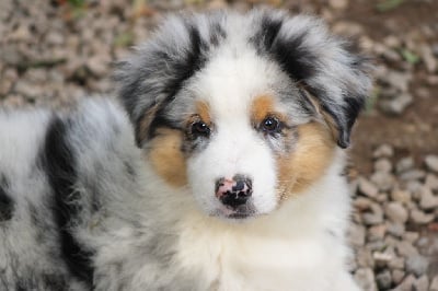 Les chiots de Berger Australien