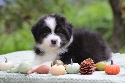 Les chiots de Berger Australien