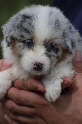 Les chiots de Berger Australien