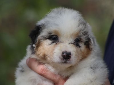 Les chiots de Berger Australien