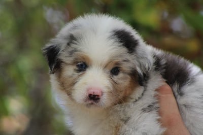 Les chiots de Berger Australien