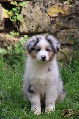 Les chiots de Berger Australien