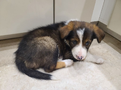 Les chiots de Border Collie