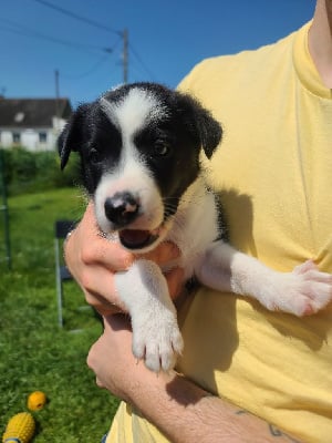 Les chiots de Border Collie