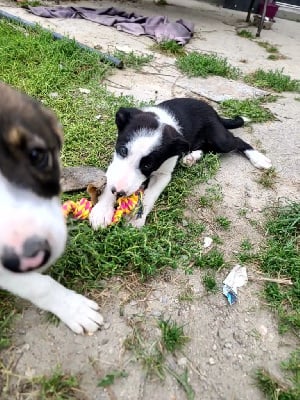 Les chiots de Border Collie