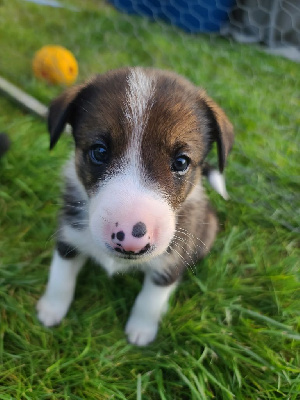 Les chiots de Border Collie