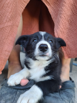 Les chiots de Border Collie