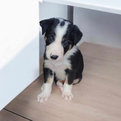 Les chiots de Border Collie