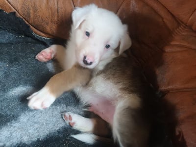 Les chiots de Border Collie