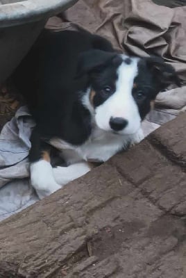 Les chiots de Border Collie