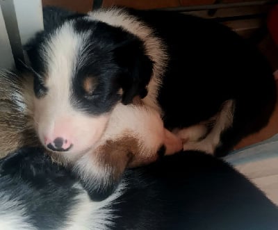 Les chiots de Border Collie