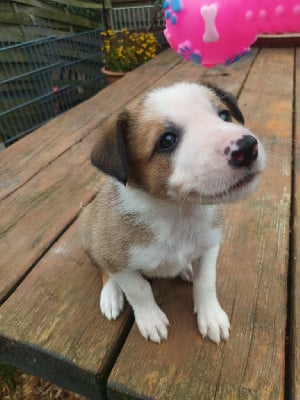 Les chiots de Border Collie