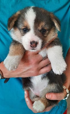 Les chiots de Welsh Corgi Pembroke