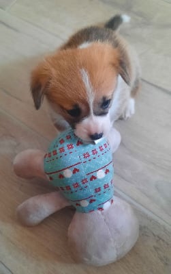 Les chiots de Welsh Corgi Pembroke