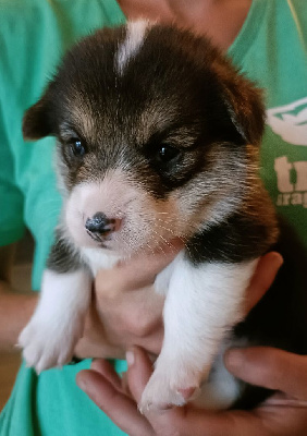 Les chiots de Welsh Corgi Pembroke