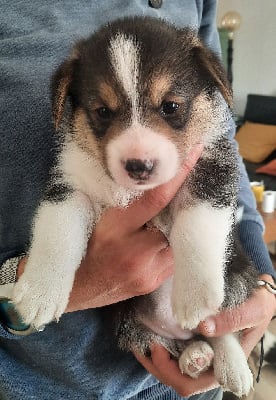 Les chiots de Welsh Corgi Pembroke