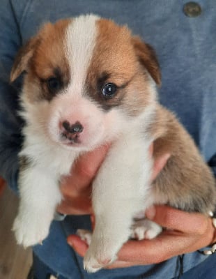 Les chiots de Welsh Corgi Pembroke