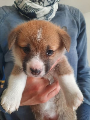 Les chiots de Welsh Corgi Pembroke