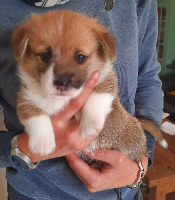 Les chiots de Welsh Corgi Pembroke