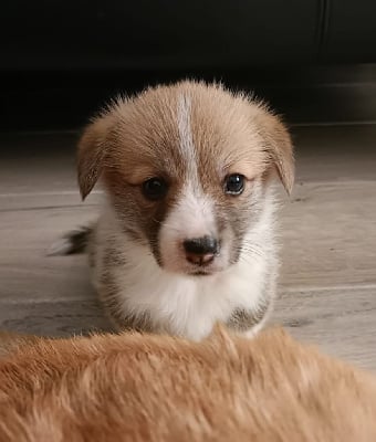 Les chiots de Welsh Corgi Pembroke