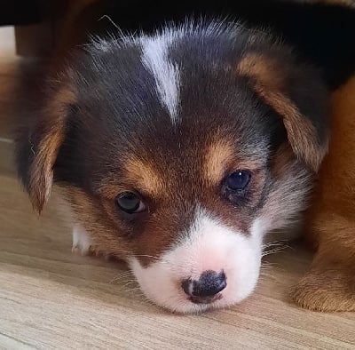 Les chiots de Welsh Corgi Pembroke