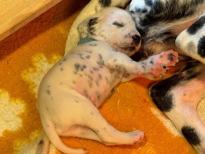 Les chiots de Dalmatien