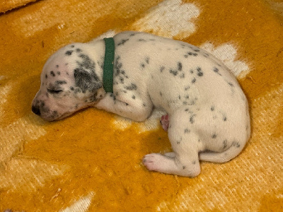 Les chiots de Dalmatien