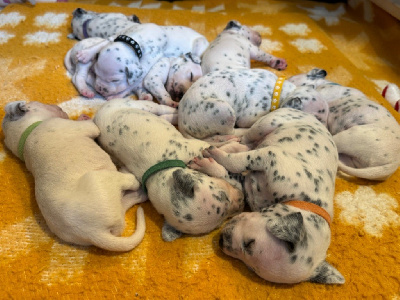 Les chiots de Dalmatien