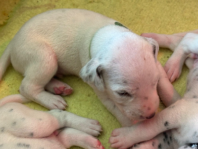 Les chiots de Dalmatien