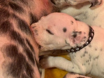 Les chiots de Dalmatien