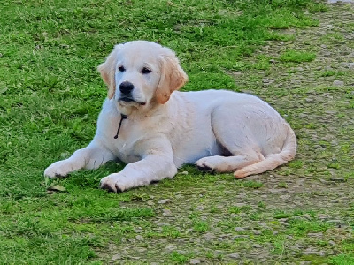 Les chiots de Golden Retriever