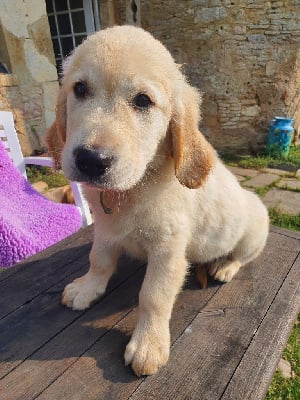 Les chiots de Golden Retriever