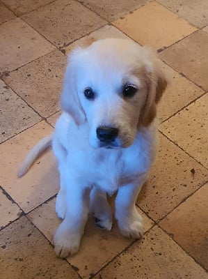 Les chiots de Golden Retriever