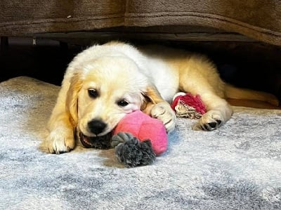 Les chiots de Golden Retriever