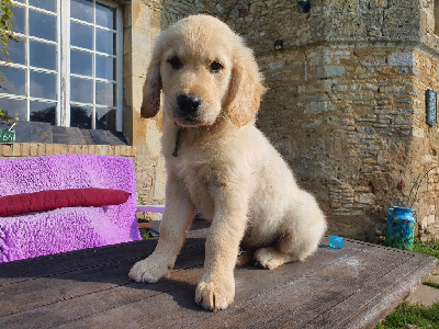 Les chiots de Golden Retriever