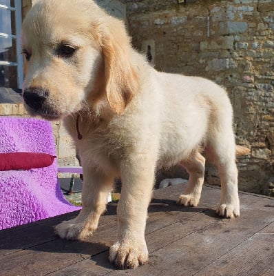 Les chiots de Golden Retriever