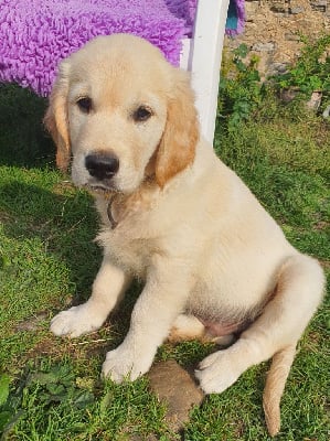 Les chiots de Golden Retriever