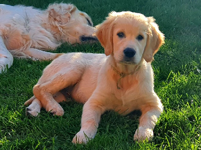 Les chiots de Golden Retriever