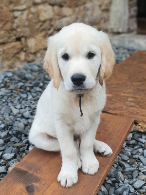 Les chiots de Golden Retriever