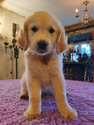 Les chiots de Golden Retriever