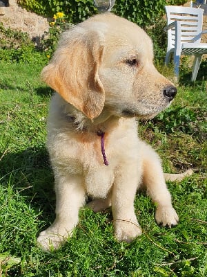 Les chiots de Golden Retriever