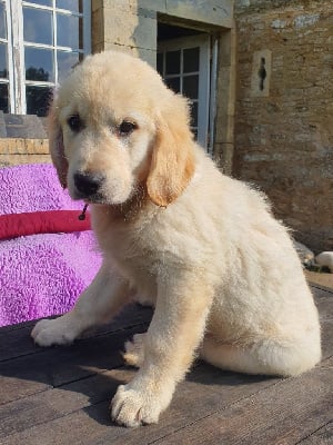 Les chiots de Golden Retriever