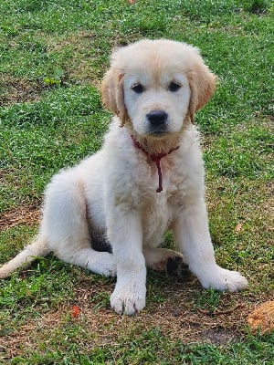 Les chiots de Golden Retriever