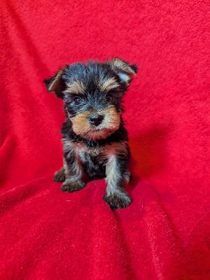 Les chiots de Yorkshire Terrier