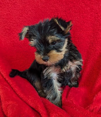 CHIOT 3 - Yorkshire Terrier