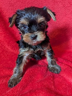 Les chiots de Yorkshire Terrier