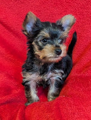 CHIOT 1 - Yorkshire Terrier